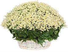 Цветочная композиция из Ромашки в корзине #REPLACE_PRED# Яранске